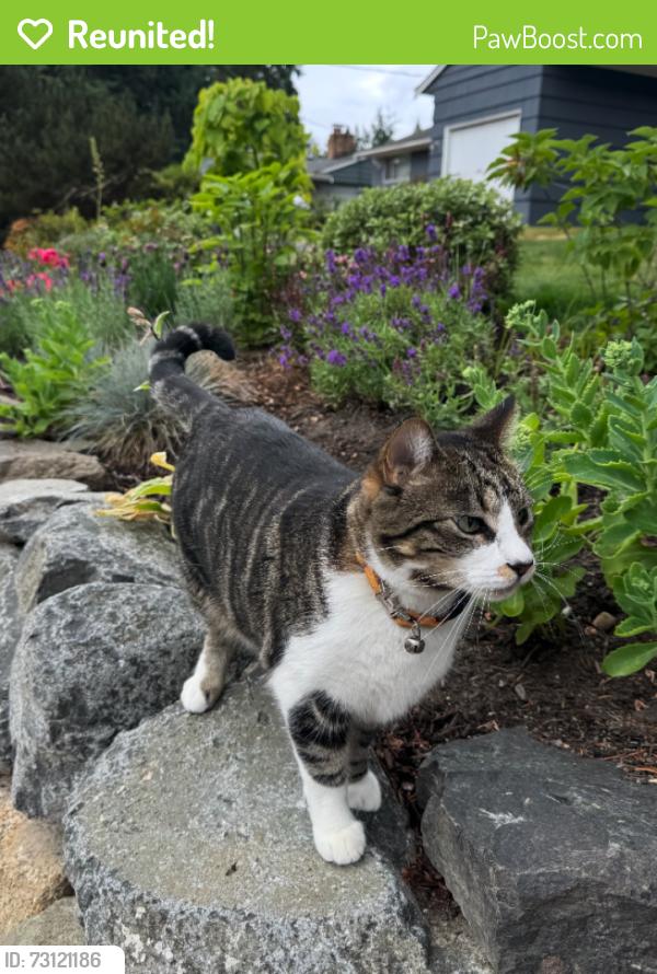 Reunited Female Cat last seen 15th Ave SW between 166th and 168th, Burien, WA 98166