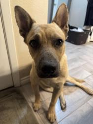 Found/Stray Unknown Dog last seen Mission golf course, Midland-Odessa, TX 79706