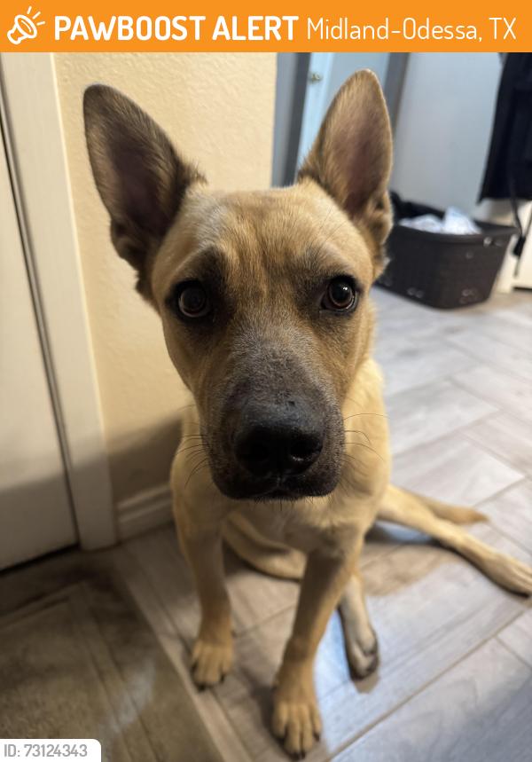 Found/Stray Unknown Dog last seen Mission golf course, Midland-Odessa, TX 79706