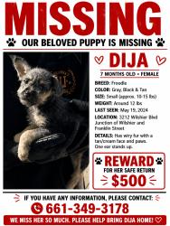 Lost Female Dog last seen By the CVS, Santa Monica, CA 90403