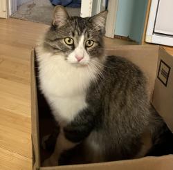 Lost Male Cat last seen Jennings Road Neighborhood, Morrison, CO 80465