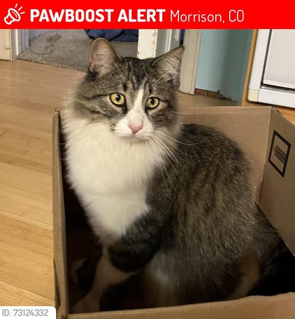 Lost Male Cat last seen Jennings Road Neighborhood, Morrison, CO 80465