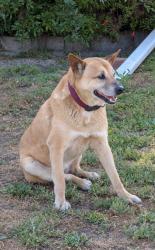 Reunited Female Dog last seen Shorb and Edith, Alhambra, CA 91801