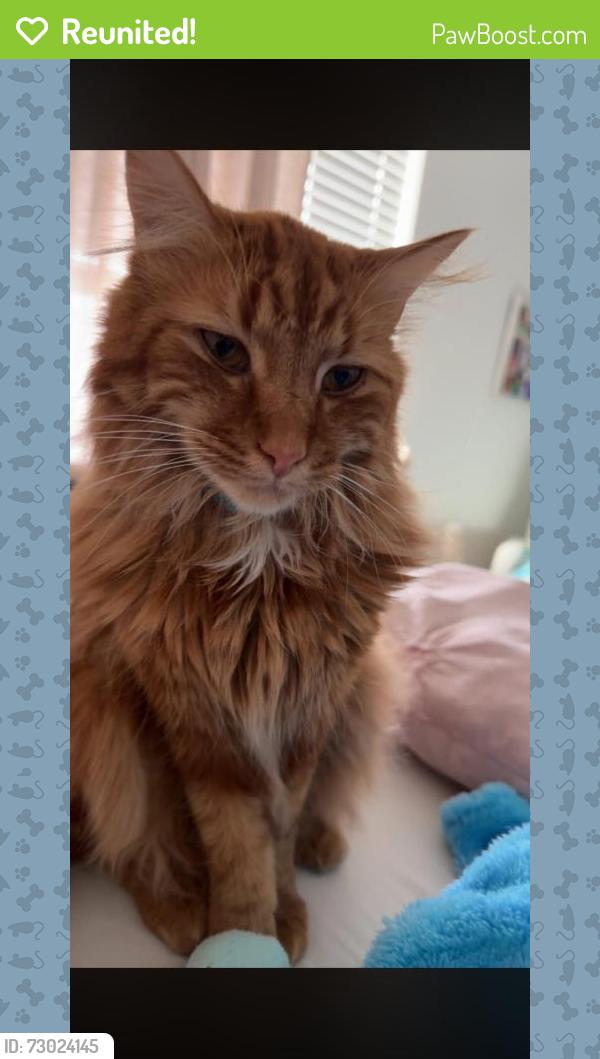 Reunited Male Cat last seen Near South Oracle St, Grantsville, UT 84029, USA, Grantsville, UT 84029
