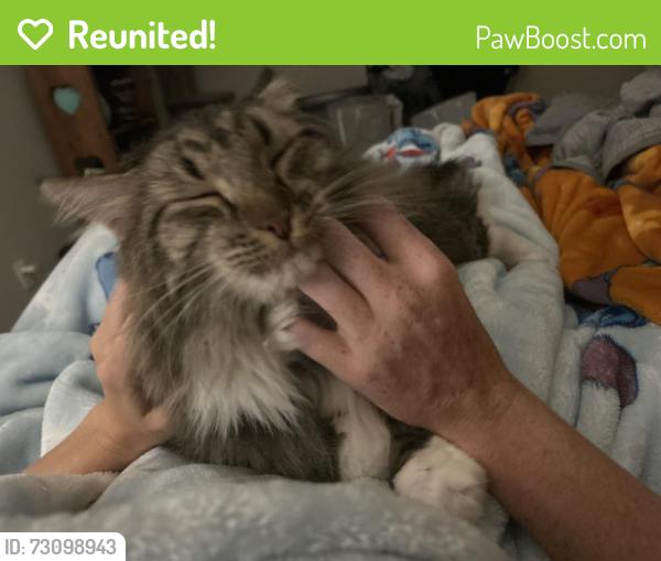 Reunited Male Cat last seen stonecrest neighborhood., Fayetteville, AR 72701