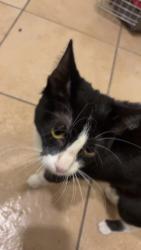Found/Stray Unknown Cat last seen 16th st and glenrosa, Phoenix, AZ 85014