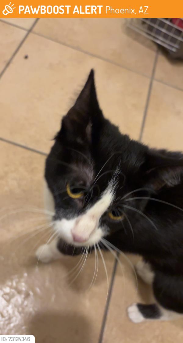 Found/Stray Unknown Cat last seen 16th st and glenrosa, Phoenix, AZ 85014