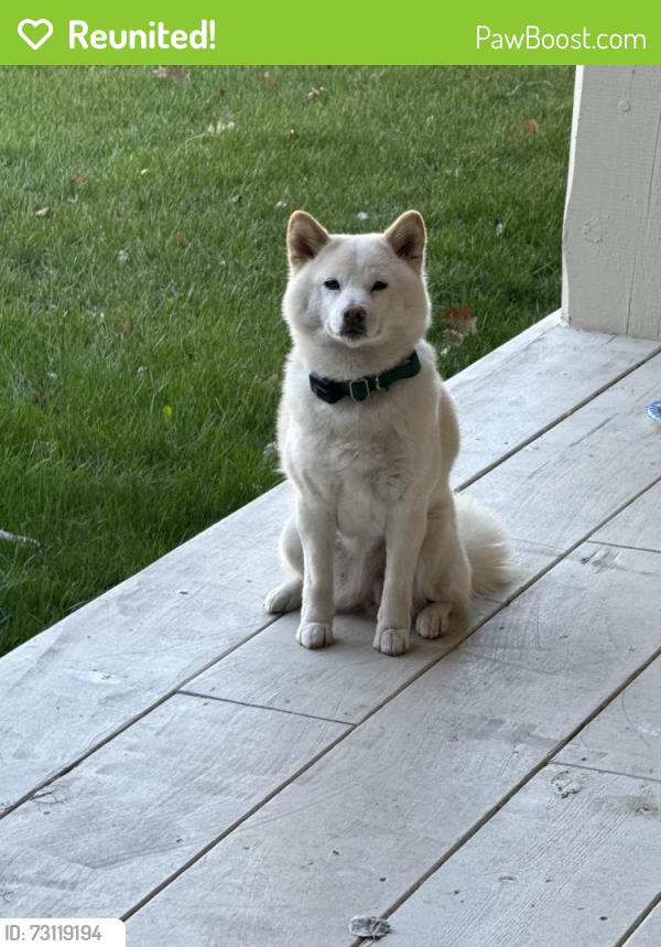 Reunited Female Dog last seen Highway 40 and River Road, Mayflower Mountain, UT 84032