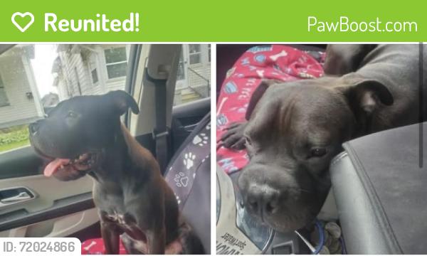 Reunited Male Dog last seen Woodward, Toledo, OH 43608