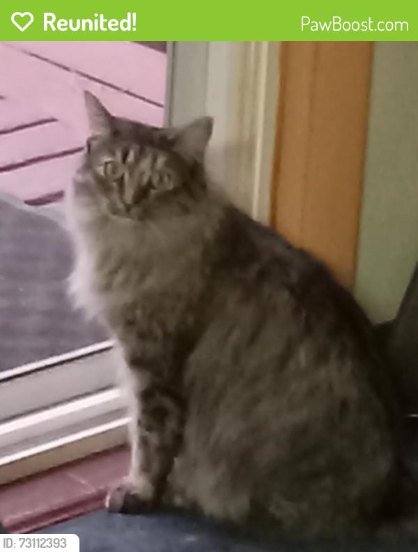 Reunited Female Cat last seen Spruce St and E. Sheridan Ave, Woodland Park, CO 80863