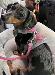 Reunited Female Dog last seen Shasta And Capulin, Colorado Springs, CO 80910