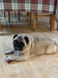 Reunited Male Dog last seen Lattawood Park in Whispering Heights Neighborhood, Bellevue, WA 98006