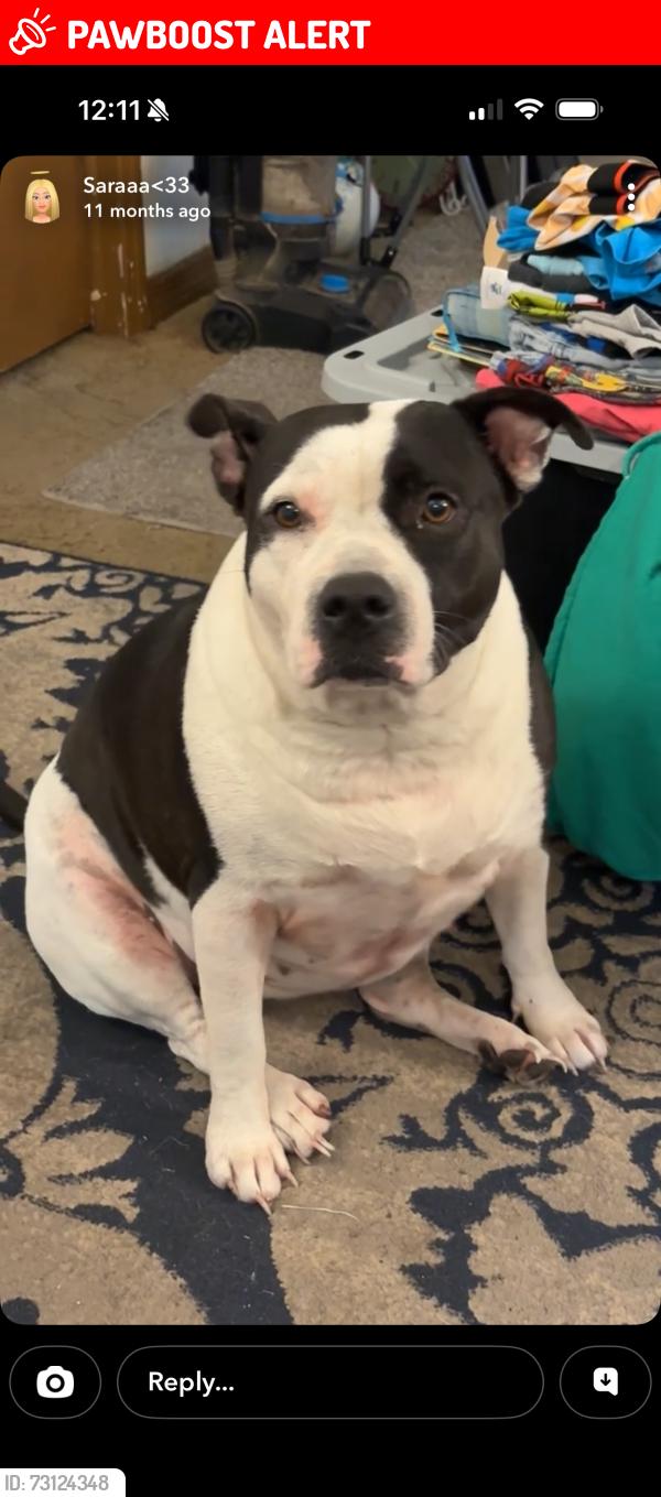 Lost Female Dog last seen Homosassa trail, Homosassa Springs, FL 34448
