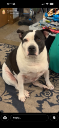 Lost Female Dog last seen Homosassa trail, Homosassa Springs, FL 34448