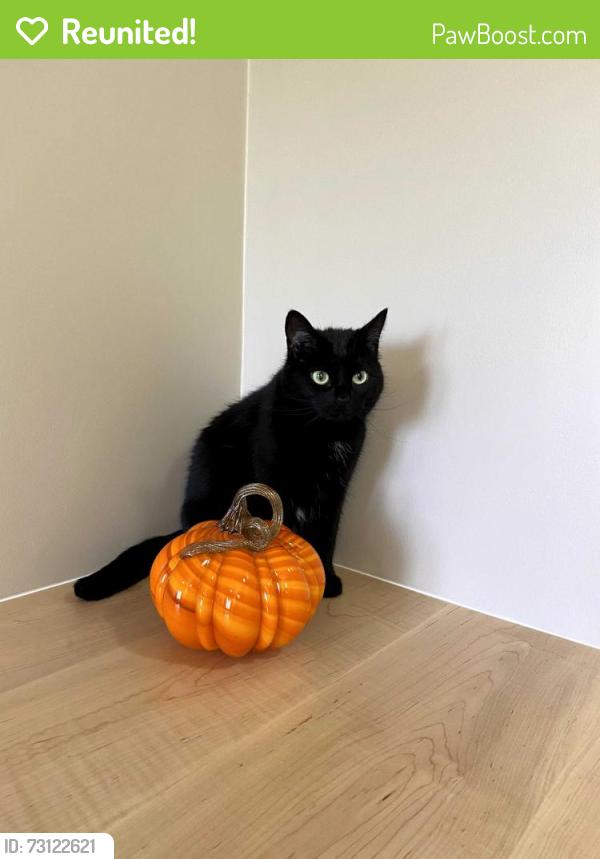 Reunited Female Cat last seen Downtown Hamilton, Beasley neighborhood by John and Barton street, Hamilton, ON L8L 4P4