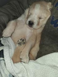 Lost Female Dog last seen Near Broadway St, Eureka, CA 95501, Eureka, CA 95501