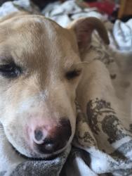 Lost Female Dog last seen QT on cortaro farms and the freeway, Marana, AZ 85743