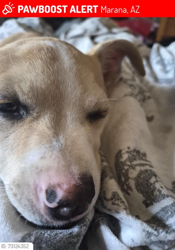 Lost Female Dog last seen QT on cortaro farms and the freeway, Marana, AZ 85743