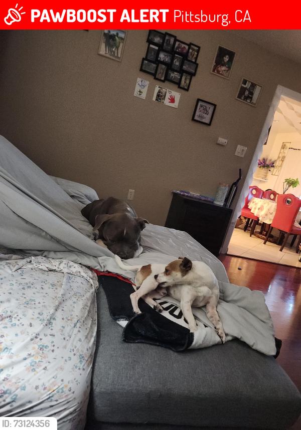 Lost Male Dog last seen Leland rd, Pittsburg, CA 94565