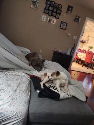 Lost Male Dog last seen Leland rd, Pittsburg, CA 94565