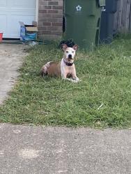 Found/Stray Unknown Dog last seen Near juniper drive Arlington texas, Arlington, TX 76018