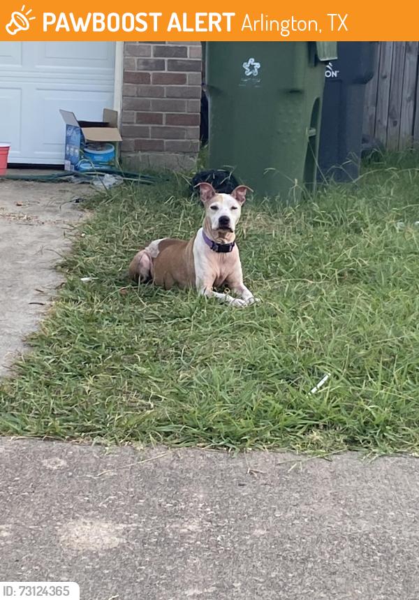 Found/Stray Unknown Dog last seen Near juniper drive Arlington texas, Arlington, TX 76018