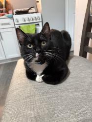 Lost Male Cat last seen Oak park , Oak Park, IL 60304
