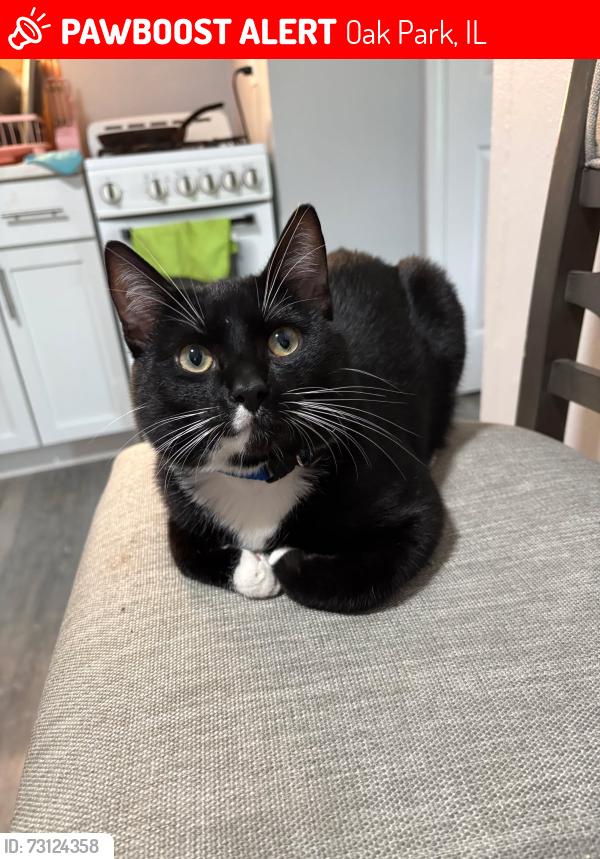 Lost Male Cat last seen Oak park , Oak Park, IL 60304
