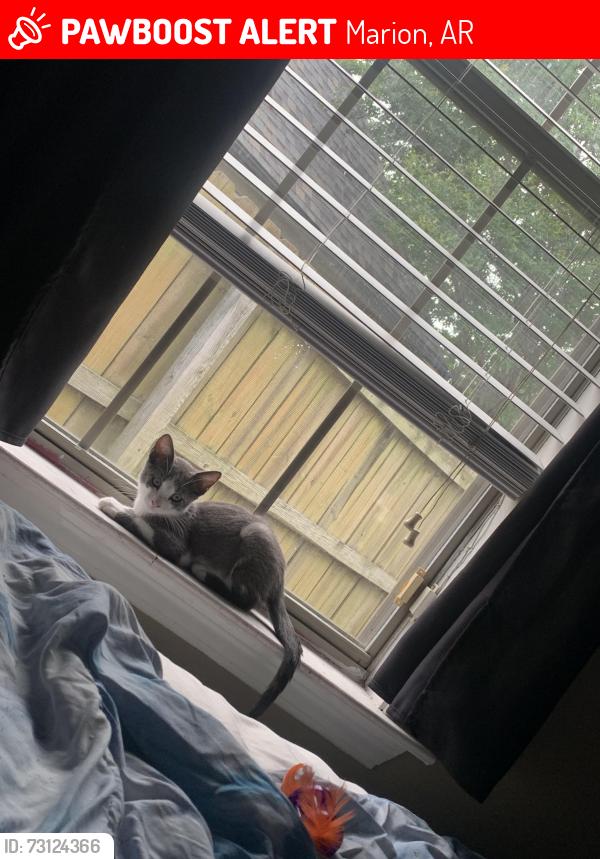 Lost Male Cat last seen Rue le maison , Marion Arkansas, Marion, AR 72364
