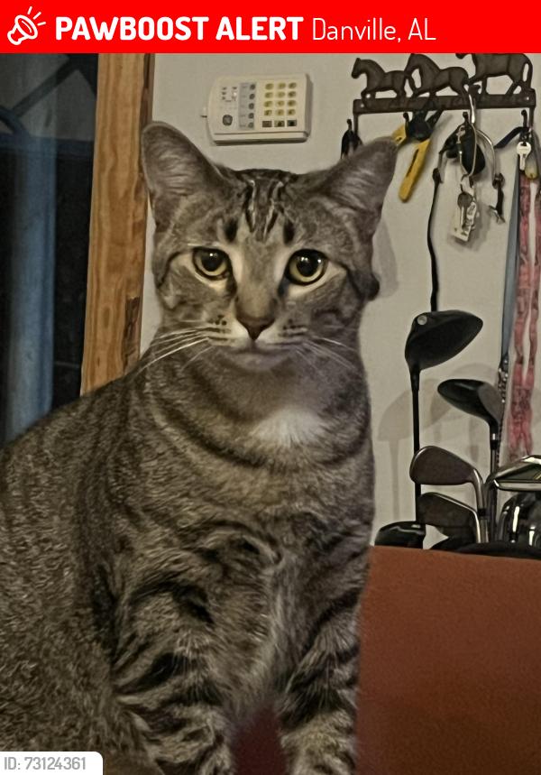 Lost Male Cat last seen N/A, Danville, AL 35619