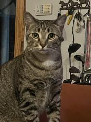 Lost Male Cat last seen N/A, Danville, AL 35619