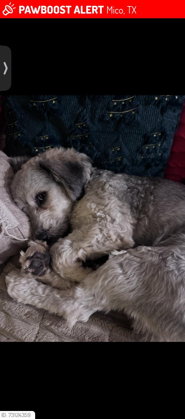 Lost Male Dog last seen Near west, Mico, TX 78056