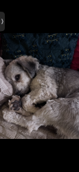 Lost Male Dog last seen Near west, Mico, TX 78056