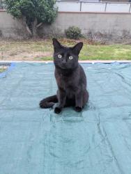 Lost Female Cat last seen 171st St and Wilkie Ave, Torrance, CA 90504
