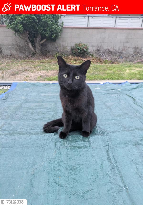 Lost Female Cat last seen 171st St and Wilkie Ave, Torrance, CA 90504