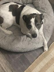 Reunited Female Dog last seen Last seen was on fence st, Austin, TX 78744