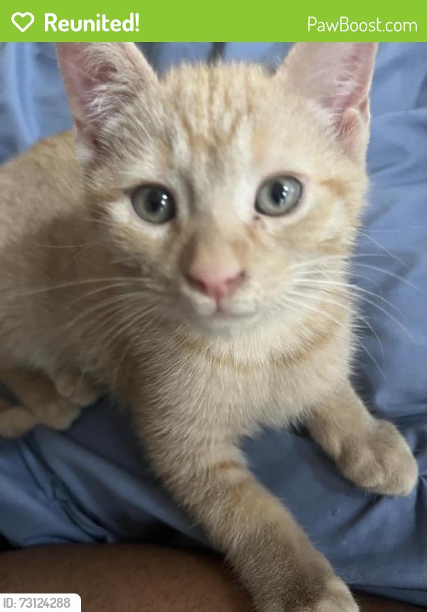 Reunited Male Cat last seen Near Parade Rd, Warwick, RI 02886, USA, Warwick, RI 02886