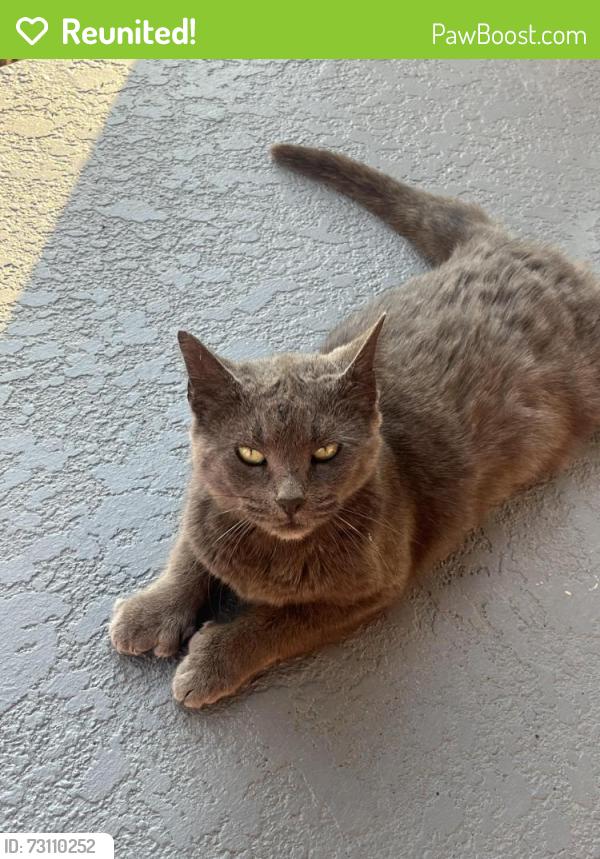 Reunited Female Cat last seen Sullivan Ranch in mount dora, Mount Dora, FL 32757