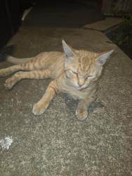 Found/Stray Male Cat last seen Henry Square apmts, El Cajon, CA 92019