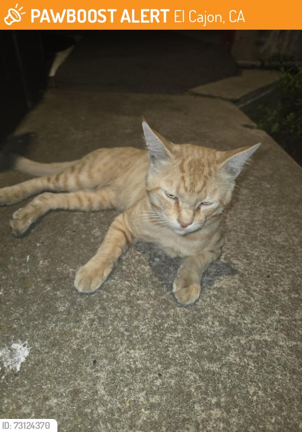 Found/Stray Male Cat last seen Henry Square apmts, El Cajon, CA 92019