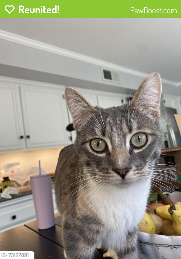 Reunited Female Cat last seen Sunnyglen Dr and Mountain Trail, Moorpark, CA 93021
