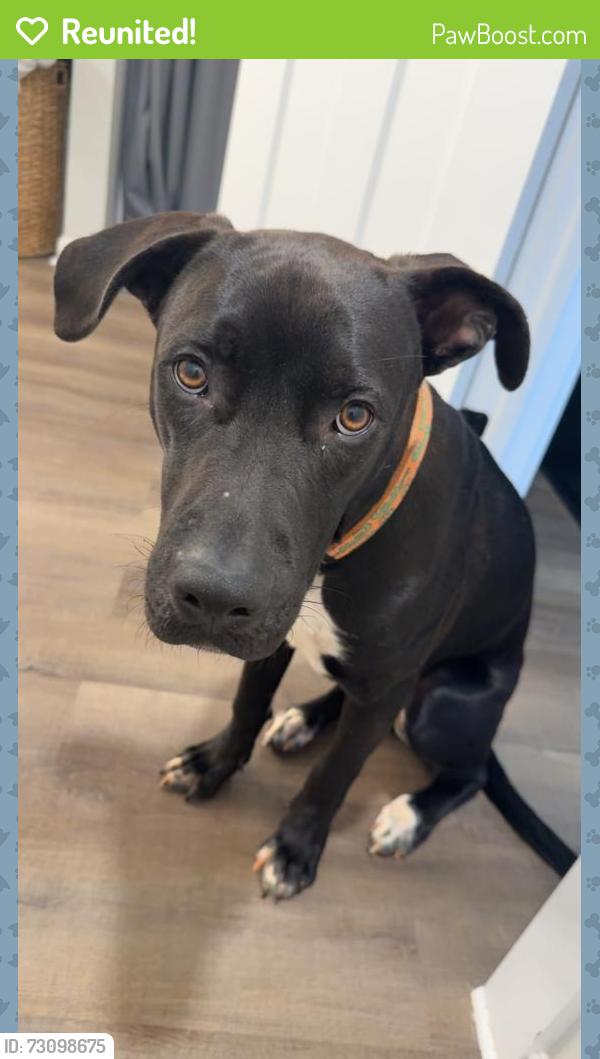 Reunited Male Dog last seen Firetower Rd, Semmes, AL 36575