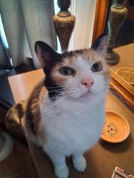 Reunited Female Cat last seen La Salle Bakery, Providence, RI 02908