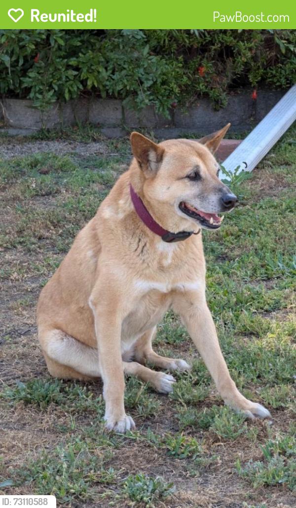 Reunited Female Dog last seen Shorb and Edith, Alhambra, CA 91801
