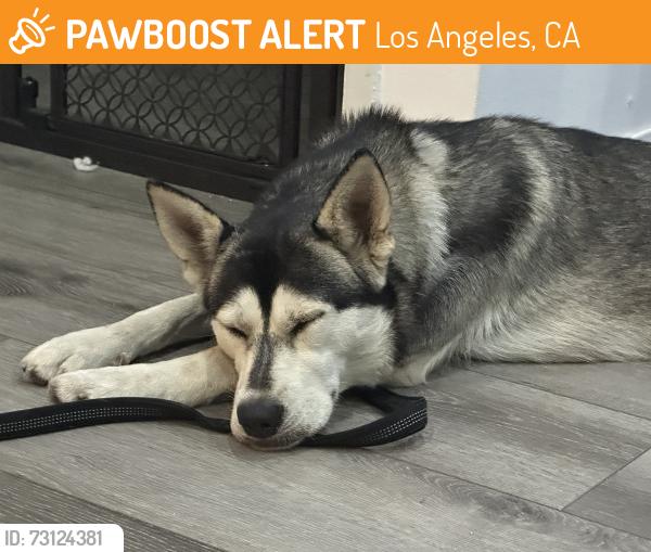 Found/Stray Female Dog last seen Victory & Aldea, Los Angeles, CA 91406