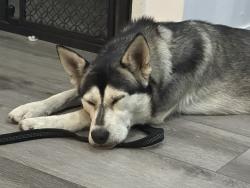 Found/Stray Female Dog last seen Victory & Aldea, Los Angeles, CA 91406