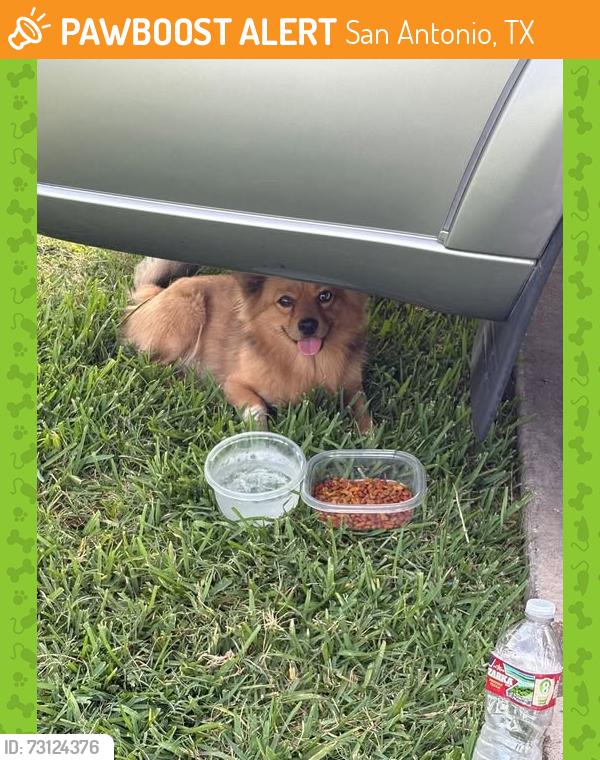 Found/Stray Male Dog last seen Near Ray Bon, San Antonio, TX 78218