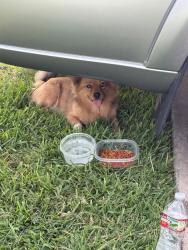Found/Stray Male Dog last seen Near Ray Bon, San Antonio, TX 78218