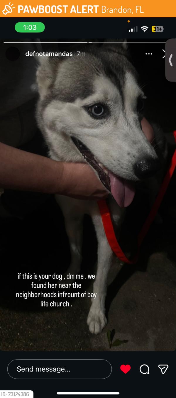 Found/Stray Female Dog last seen Publix, Brandon, FL 33510