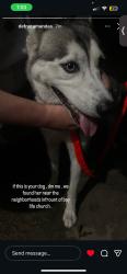 Found/Stray Female Dog last seen Publix, Brandon, FL 33510
